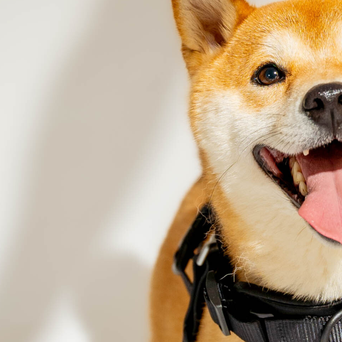 Accessoires chien waterproofs holy doggy.png__PID:9a1c5009-4004-4071-92ad-bc4d0bafb49e