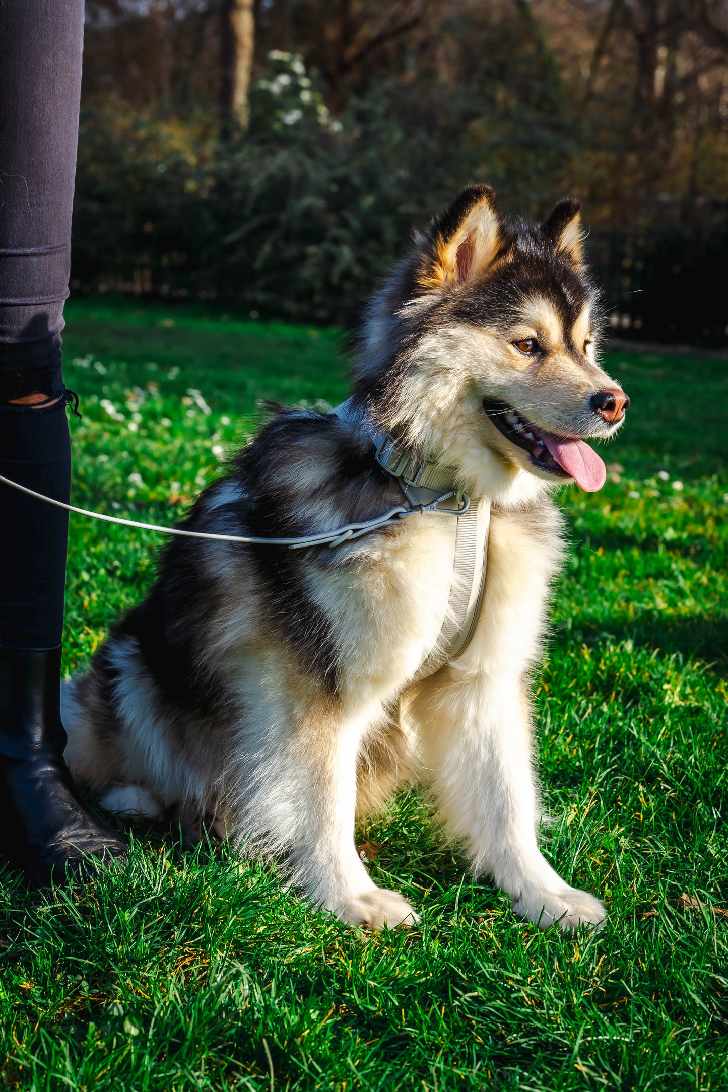 Laisse, harnais & collier