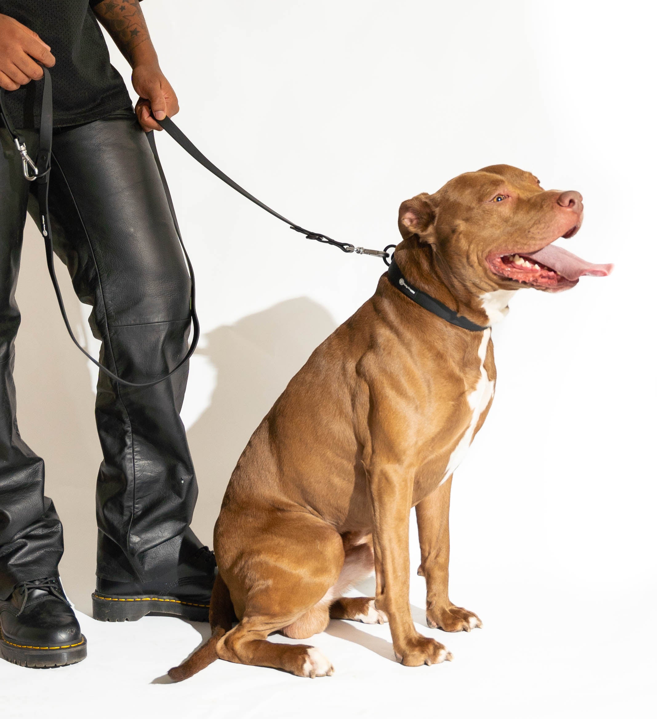 Laisse, harnais & collier