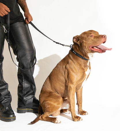 Laisse, harnais & collier