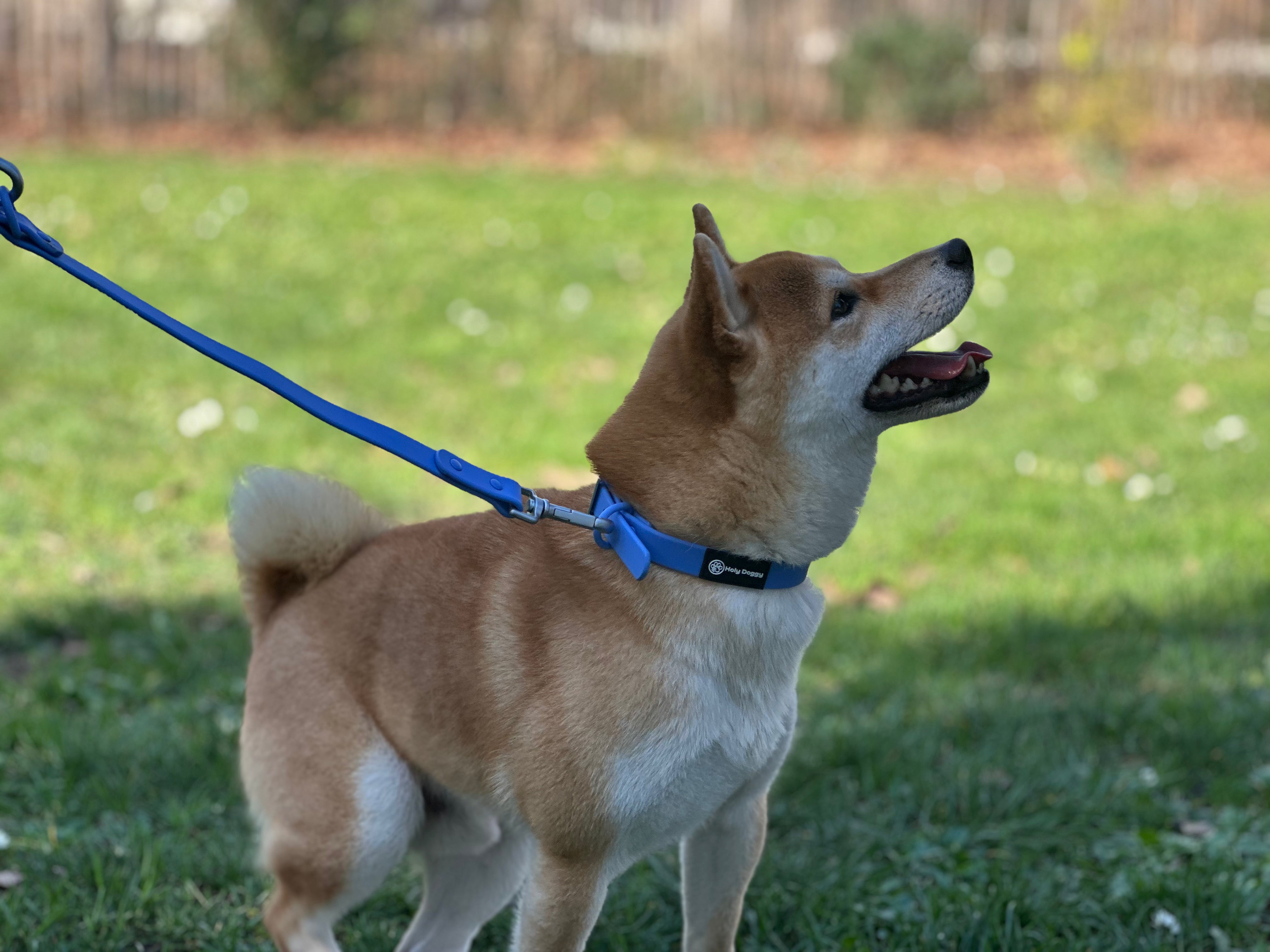 Laisse, harnais & collier