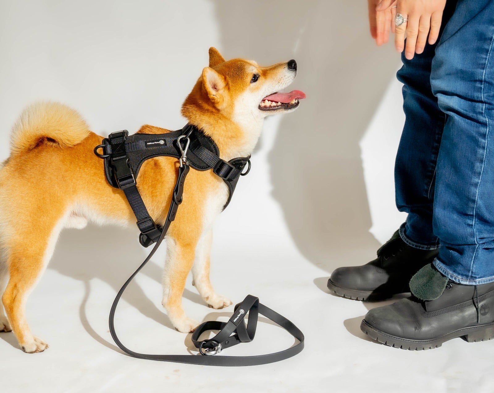 Laisse, harnais & collier